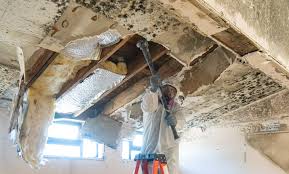 Trusted Stevensville, MD Mold Remediation Experts